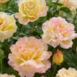 Rosa 'Sárga-Rózsaszín' - sárga - rózsaszín - teahibrid rózsa
