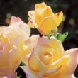 Rosa 'Sárga-Rózsaszín' - sárga - rózsaszín - teahibrid rózsa