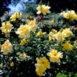 Rosa 'Sárga' - sárga - climber, futó rózsa