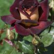 Rosa 'Sárga-Bordó' - sárga - bordó - teahibrid rózsa