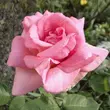 Kép 1/3 - Rosa 'Flamingo' - rózsaszín - teahibrid rózsa