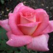 Rosa 'Flamingo' - rózsaszín - teahibrid rózsa