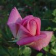 Rosa 'Flamingo' - rózsaszín - teahibrid rózsa