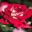 Kép 2/3 - Rosa 'Sárga - Piros' - sárga - piros - teahibrid rózsa