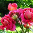 Rosa 'Sárga-Piros' - sárga - piros - teahibrid rózsa