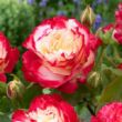 Rosa 'Fehér- Piros' - fehér - piros - teahibrid rózsa
