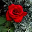 Kép 1/3 - Rosa 'Kardinal' - piros - teahibrid rózsa