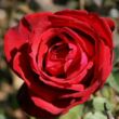 Kép 2/3 - Rosa 'Kardinal' - piros - teahibrid rózsa