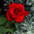 Rosa 'Kardinal' - piros - teahibrid rózsa
