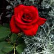 Kép 3/3 - Rosa 'Kardinal' - piros - teahibrid rózsa