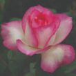 Rosa 'Fehér-Rózsaszín' - fehér - rózsaszín - teahibrid rózsa