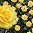 Rosa 'Sárga' - sárga - teahibrid rózsa