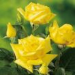 Rosa 'Sárga' - sárga - teahibrid rózsa