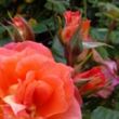 Rosa 'Narancssárga' - narancssárga - teahibrid rózsa