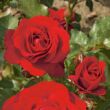 Rosa 'Piros' - piros - virágágyi floribunda rózsa
