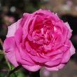Kép 1/3 - Rosa 'Parade' - rózsaszín - climber, futó rózsa