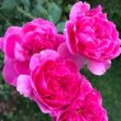 Rosa 'Parade' - rózsaszín - climber, futó rózsa