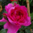 Kép 3/3 - Rosa 'Parade' - rózsaszín - climber, futó rózsa