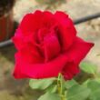Kép 2/3 - Rosa 'Red Berlin' - piros - teahibrid rózsa