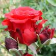 Rosa 'Red Berlin' - piros - teahibrid rózsa