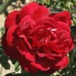 Rosa 'Piros' - piros - climber, futó rózsa