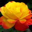 Rosa 'Sárga-Narancssárga' - sárga - narancssárga - virágágyi floribunda rózsa