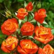 Rosa 'Sárga-Narancssárga' - sárga - narancssárga - virágágyi floribunda rózsa