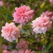 Rosa 'Paul Noël' - rózsaszín - rambler, kúszó rózsa