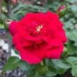 Kép 1/3 - Rosa 'Meicoloss' - vörös - parkrózsa