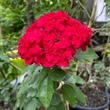 Kép 2/3 - Rosa 'Meicoloss' - vörös - parkrózsa