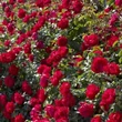 Kép 3/3 - Rosa 'Meicoloss' - vörös - parkrózsa