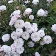 Kép 2/3 - Rosa 'Little White Pet' - fehér - virágágyi polianta rózsa