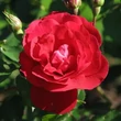 Kép 2/3 - Rosa 'Adelaide Hoodless' - rózsaszín - futórózsa