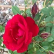 Kép 3/3 - Rosa 'Adelaide Hoodless' - rózsaszín - futórózsa
