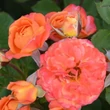 Kép 2/3 - Rosa 'Elara' - narancssárga - virágágyi floribunda rózsa