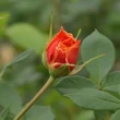 Kép 3/3 - Rosa 'Elara' - narancssárga - virágágyi floribunda rózsa