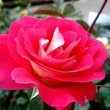 Kép 1/3 - Rosa 'Euporie' - vörös - fehér - virágágyi floribunda rózsa