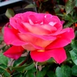 Kép 2/3 - Rosa 'Euporie' - vörös - fehér - virágágyi floribunda rózsa