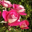 Kép 3/3 - Rosa 'Euporie' - vörös - fehér - virágágyi floribunda rózsa