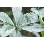 A babérmeggy (Prunus laurocerasus) növényvédelmi stratégiája