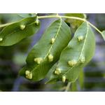 A dió (Juglans regia) növényvédelme
