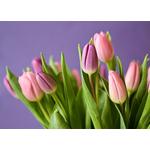 Minden, amit a tulipánokról tudni érdemes!