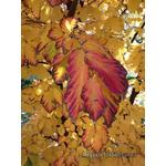 Parrotia persica