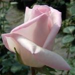 Rosa Königliche Hoheit - a porcelán szépség