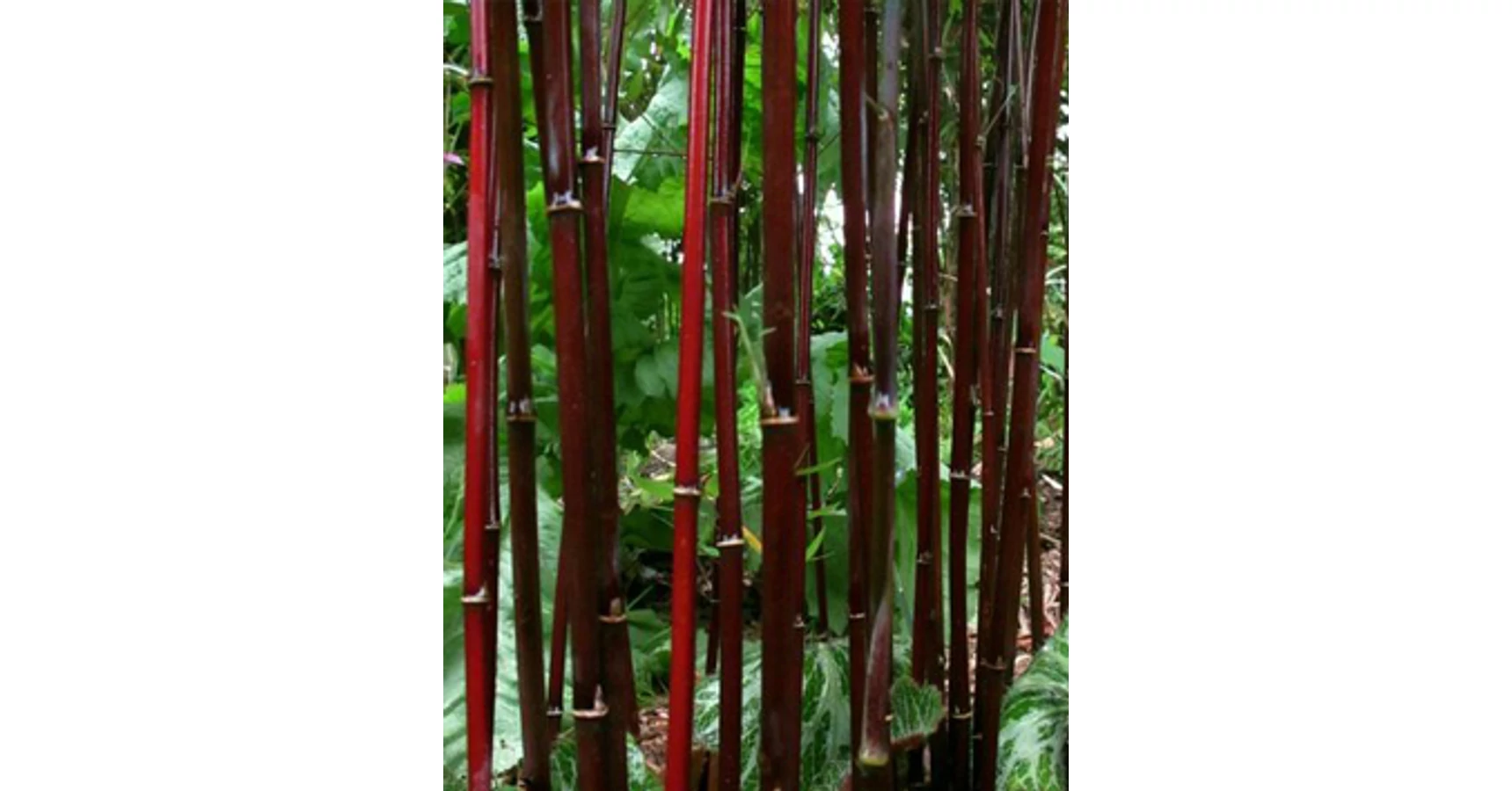 Fargesia jiuzhaigou 'Deep Purple' - Lilsvrs bambusz | Kerteszmernok
