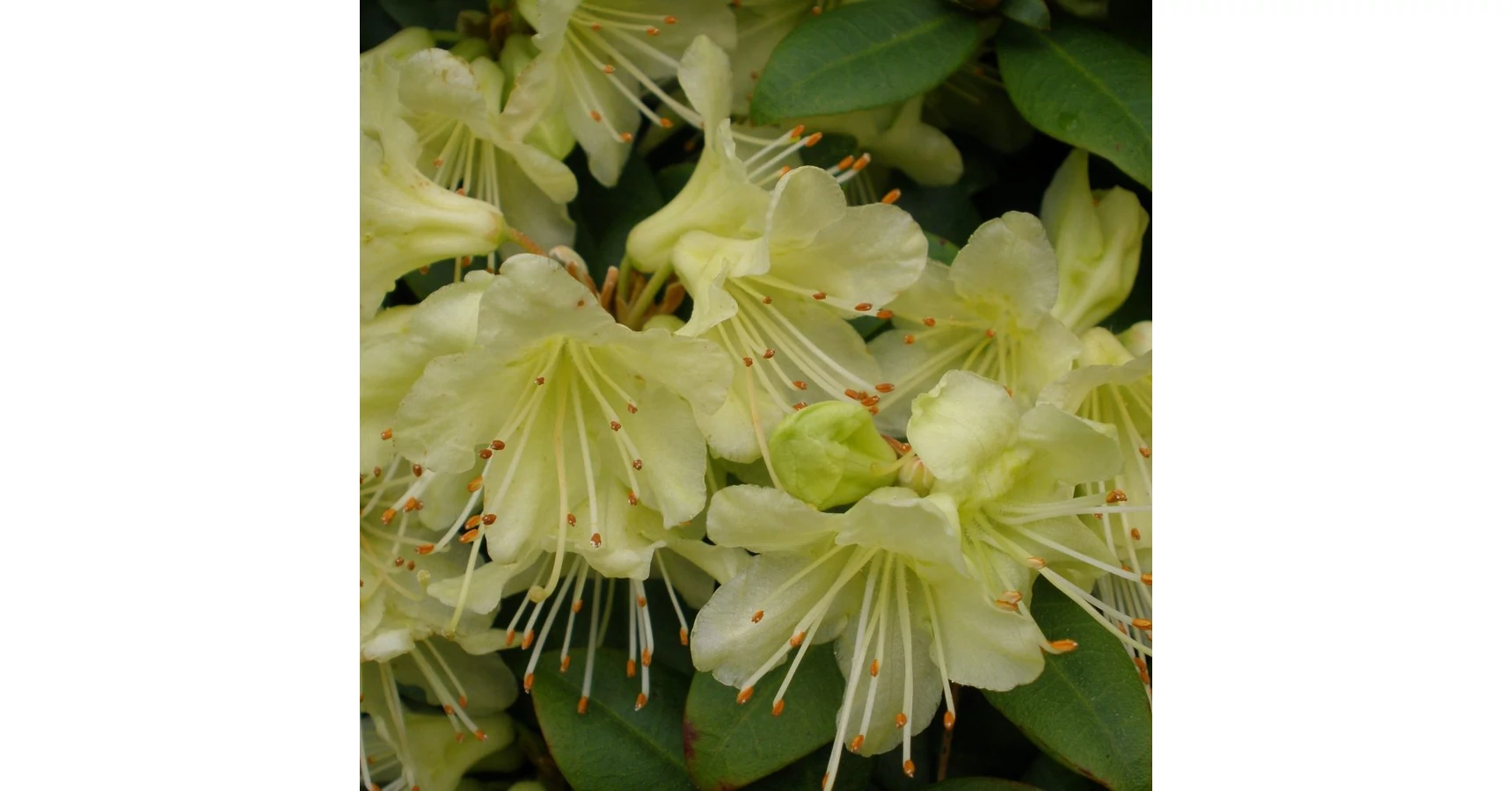 Rhododendron 'Golden Wonder'  rkzld havasszpe |  Megyeri Szabolcs  Kertszmrnk