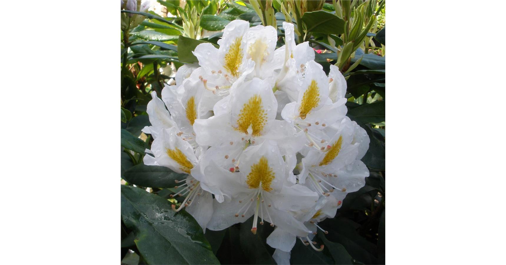 Rhododendron Madame Masson Orokzold Havasszepe Feher