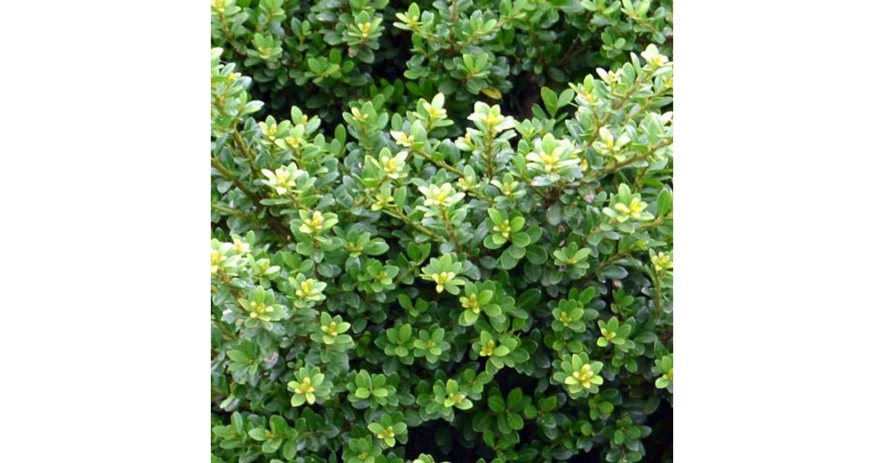 Japanische Hülse Ilex Crenata Glorie Dwarf – Immergrüner Zwergstrauch, Ideal Für Hecken & Formschnitt, 50–60 Cm