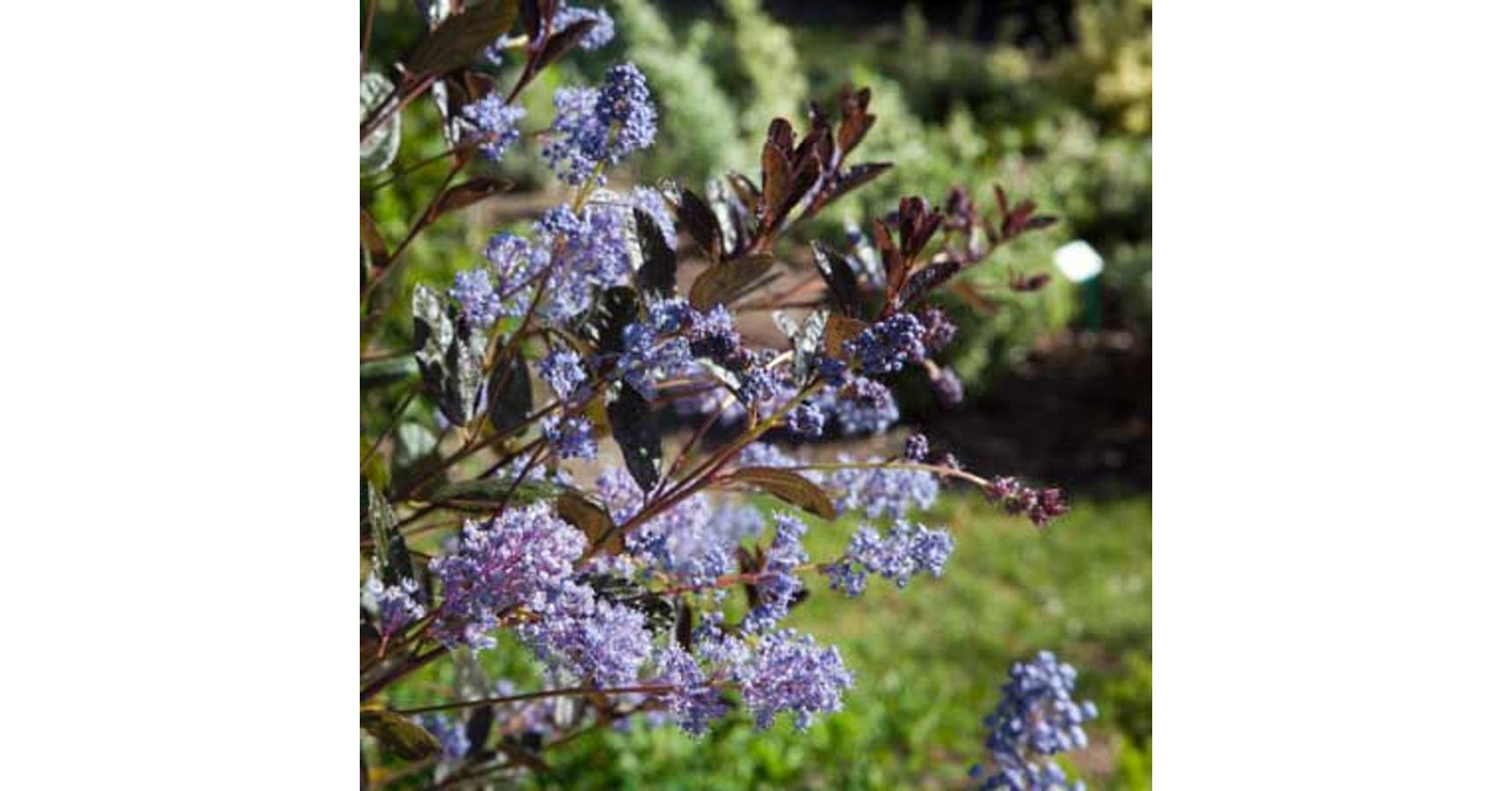 Ceanothus 'Tuxedo'® – Táskavirág