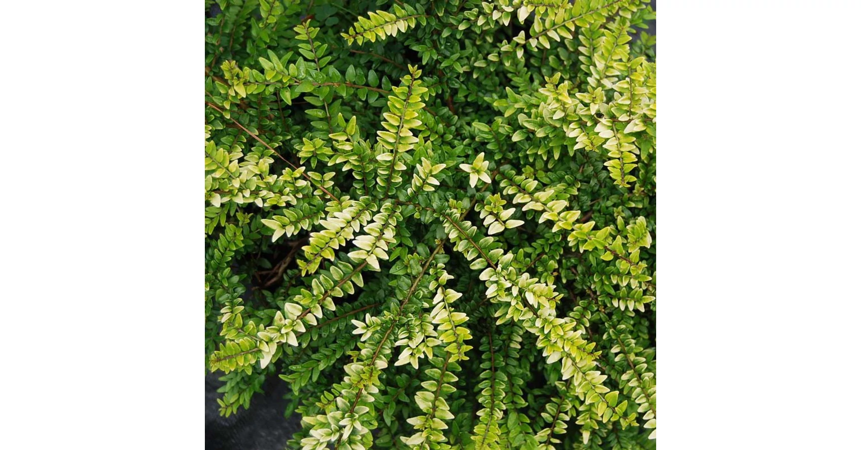 Lonicera nitida 'Twiggy'  Talajtakar mirtuszlonc |  Megyeri Szabolcs  Kertszmrnk